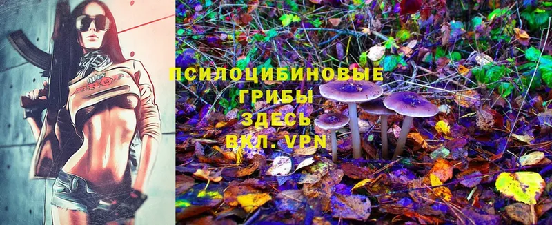 Псилоцибиновые грибы Magic Shrooms  купить закладку  Заволжье 